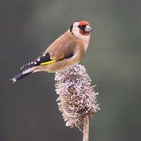 Goldfinch 3 